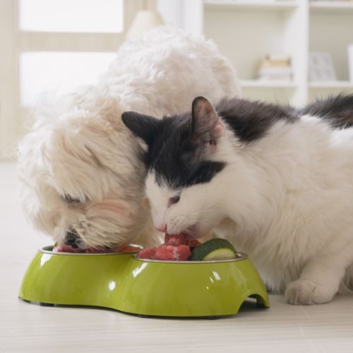 cane e gatto che mangiano
