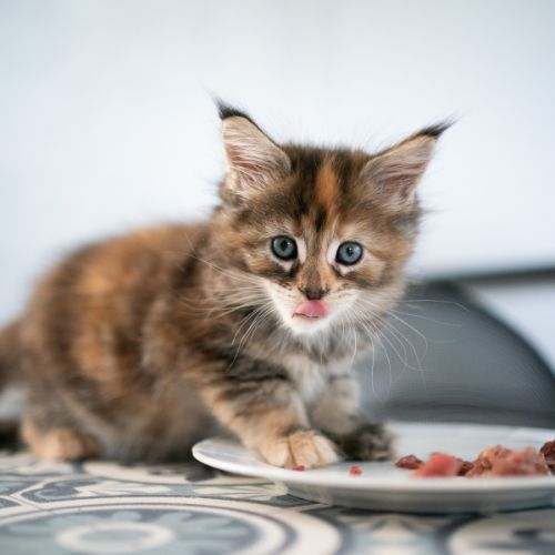 gattino che mangia da un piatto bianco