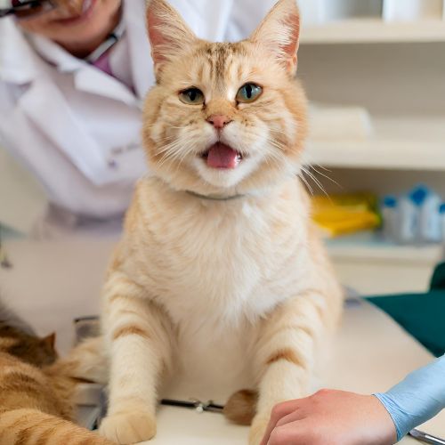 visita a domicilio per gatto