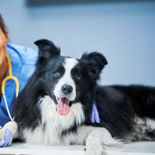 cane dal veterinario