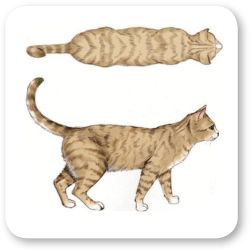 gatto normopeso disegnato dall'alto e lateralmente