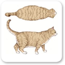 gatto obeso disegnato dall'alto e lateralmente