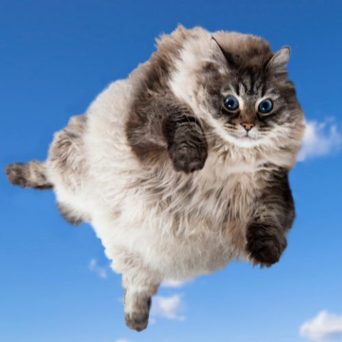 gatto grasso sospeso nel cielo azzurro con espressione buffa