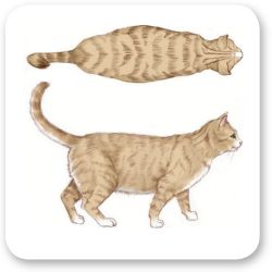 gatto sovrappeso disegnato dall'alto e lateralmente