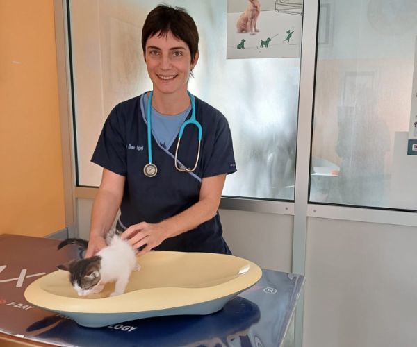 veterinario che visita gattino