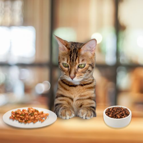 alimentazione gatto guarda due ciotole una con cibo fresco una con croccantini
